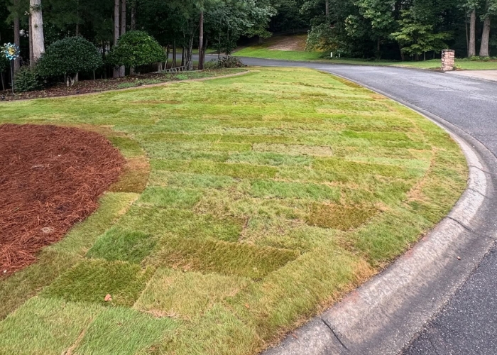 Sod Installation