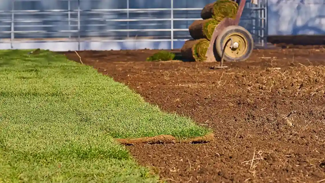sod installation