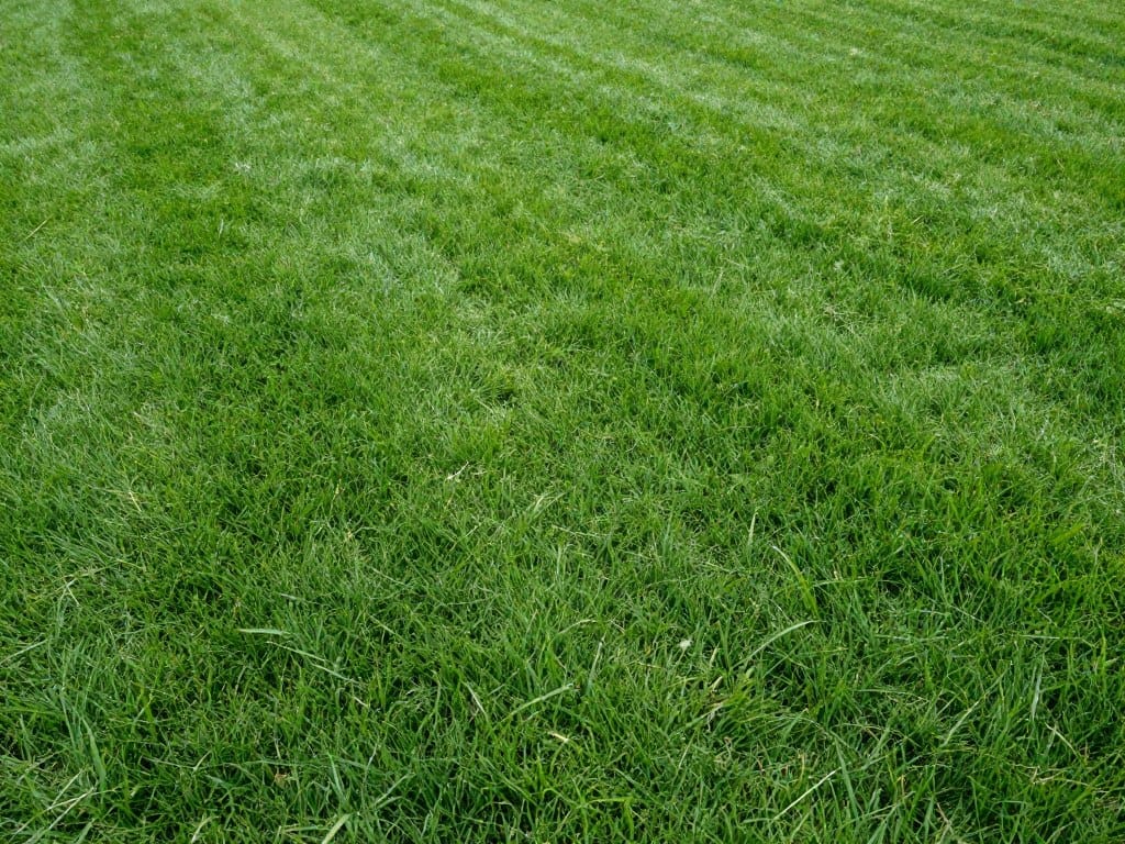 Healthy dark green lawn after fertilization treatment