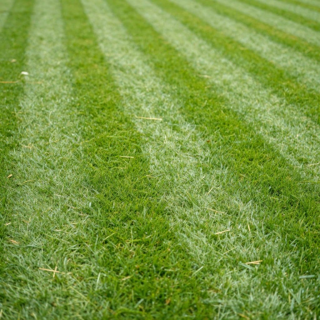 Weekly lawn mowing service creating perfect stripes