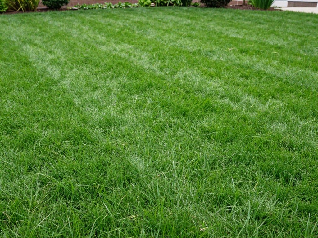 Healthy Zoysia sod grass in Woodstock landscape
